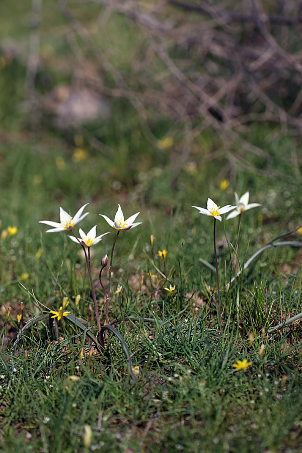 Image of Tulipa buhseana specimen.