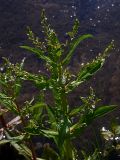 Veronica anagallis-aquatica