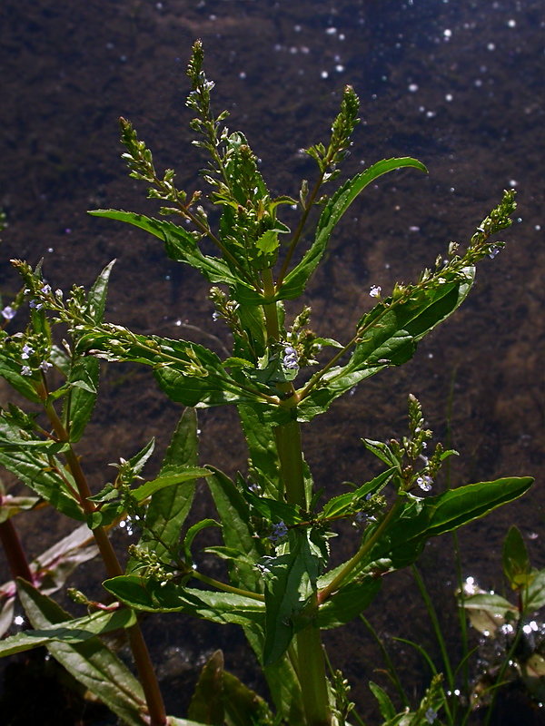 Изображение особи Veronica anagallis-aquatica.