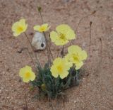 Papaver nudicaule. Цветущие растения. Бурятия, перешеек п-ова Святой нос, побережье Баргузинского залива. 23.07.2009.