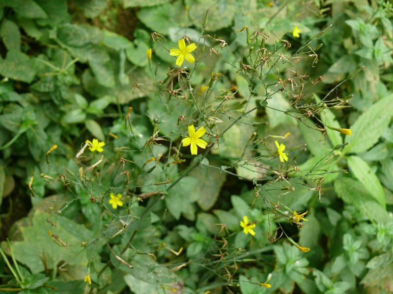 Image of Mycelis muralis specimen.