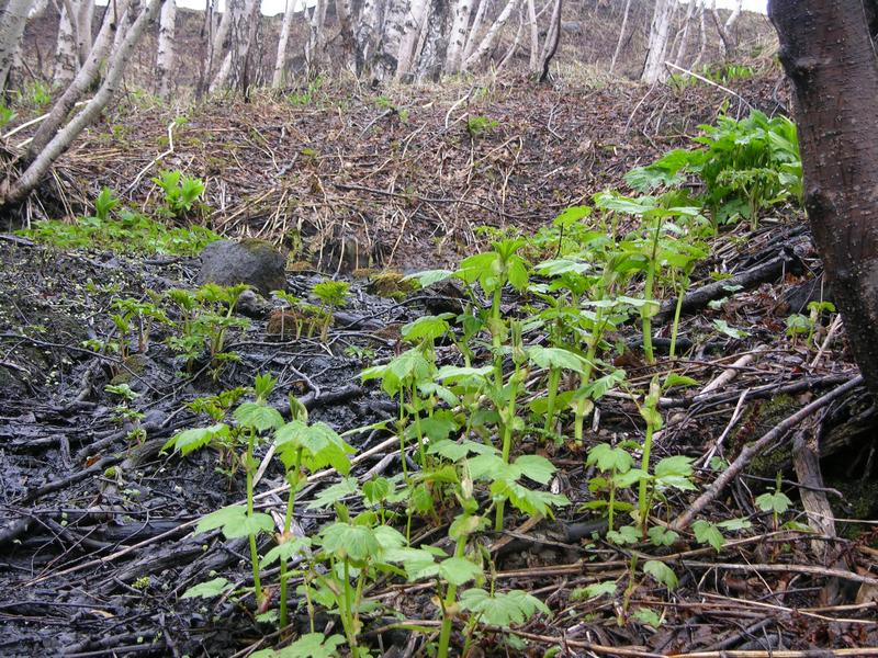 Изображение особи Filipendula camtschatica.