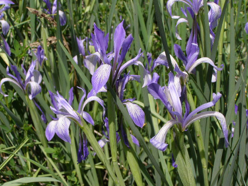 Image of Iris lactea specimen.