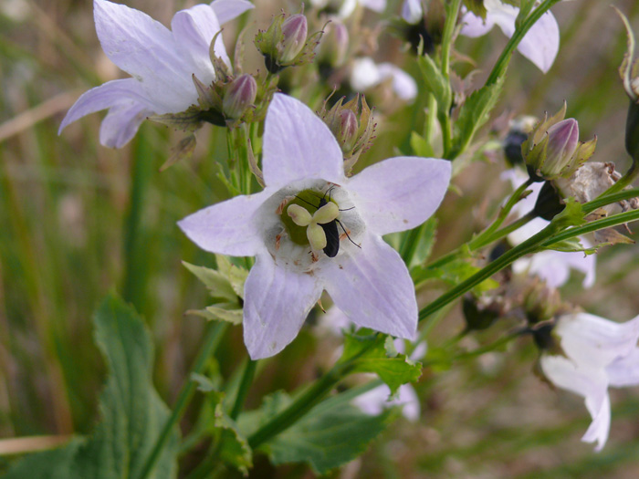 Image of Gadellia lactiflora specimen.