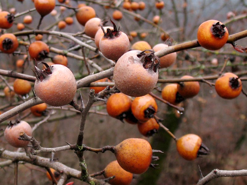 Изображение особи Mespilus germanica.