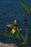 Clematis orientalis