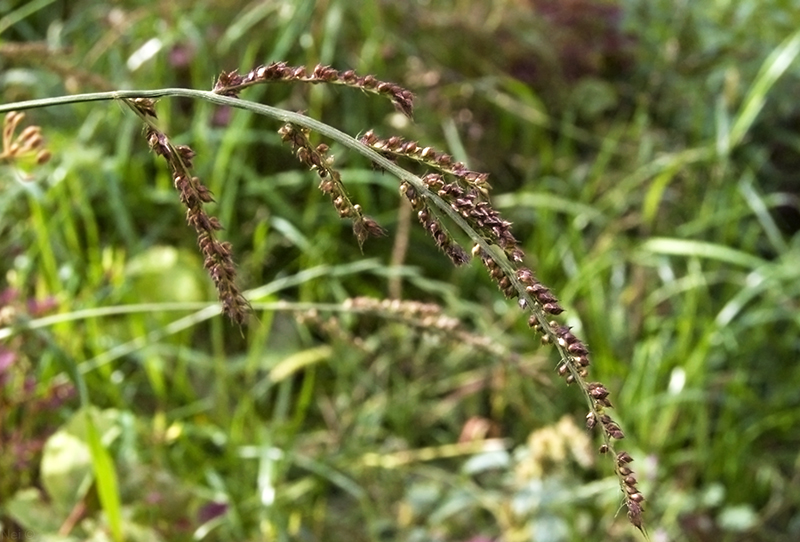 Image of Echinochloa crus-galli specimen.