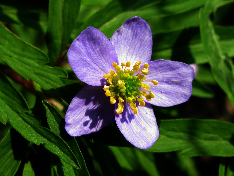 Изображение особи Anemone caerulea.