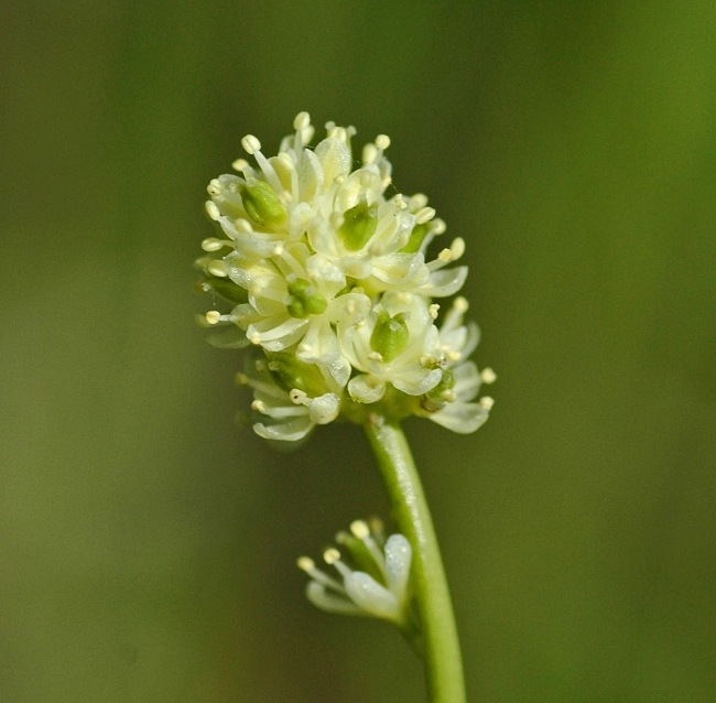 Image of Tofieldia pusilla specimen.