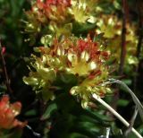 Rhodiola quadrifida