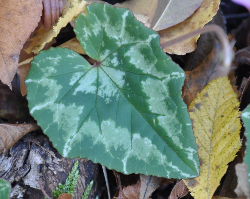 Image of Cyclamen hederifolium specimen.