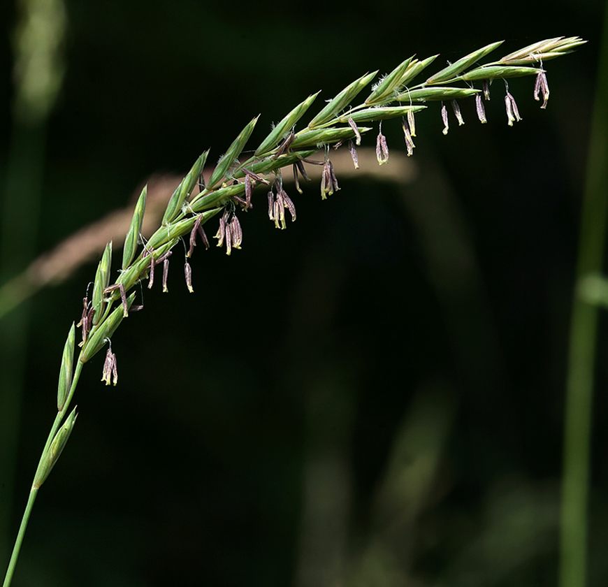 Изображение особи Elytrigia repens.