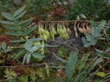 Hedysarum alpinum. Верхушка плодоносящего растения. Карелия, п-ов Киндо, ББС МГУ, в культуре. 12.09.2009.