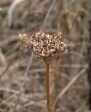 Peucedanum pschawicum