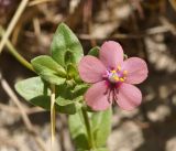 Anagallis arvensis
