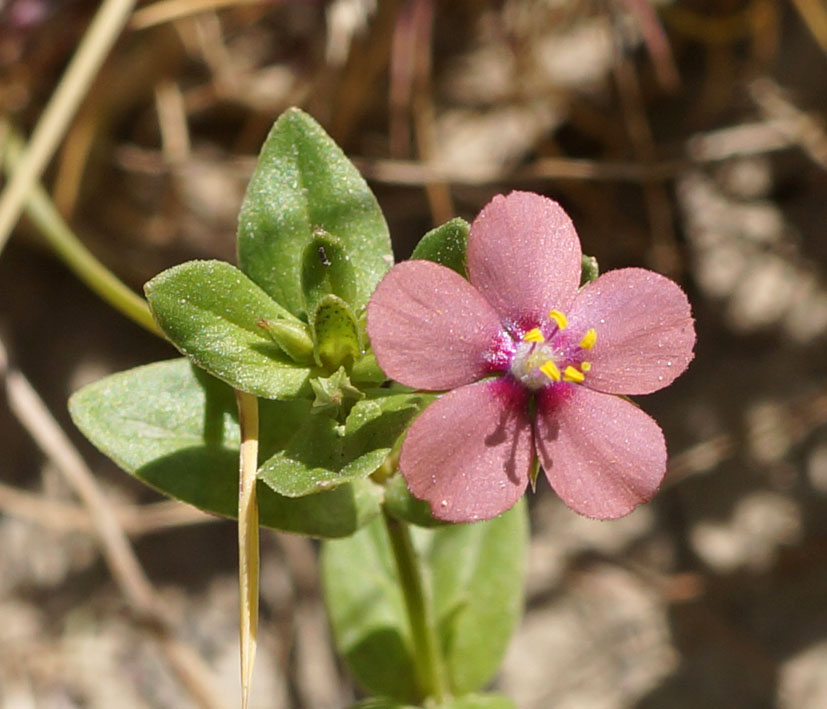 Изображение особи Anagallis arvensis.