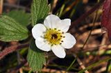 Fragaria orientalis. Цветок. Приморский край, Уссурийский гор. округ, окр. с. Монакино, широколиственное редколесье. 16.10.2015.