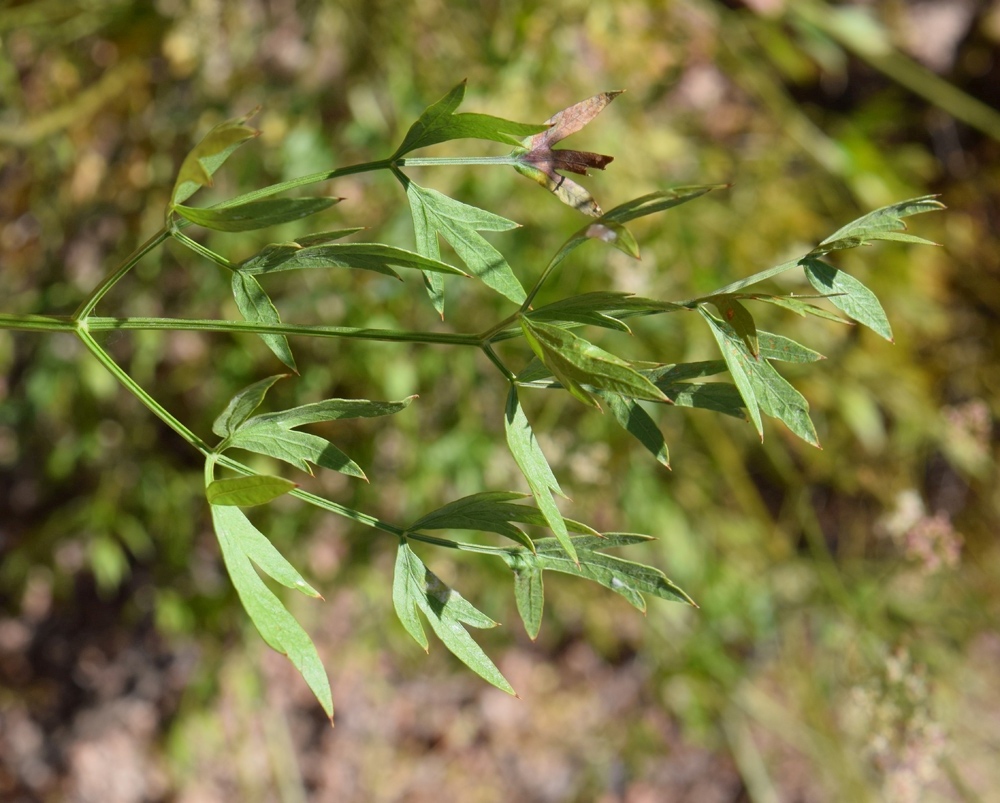 Изображение особи Sphaenolobium tianschanicum.