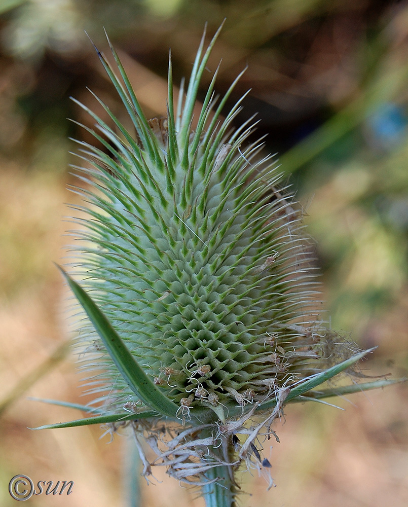 Изображение особи Dipsacus laciniatus.