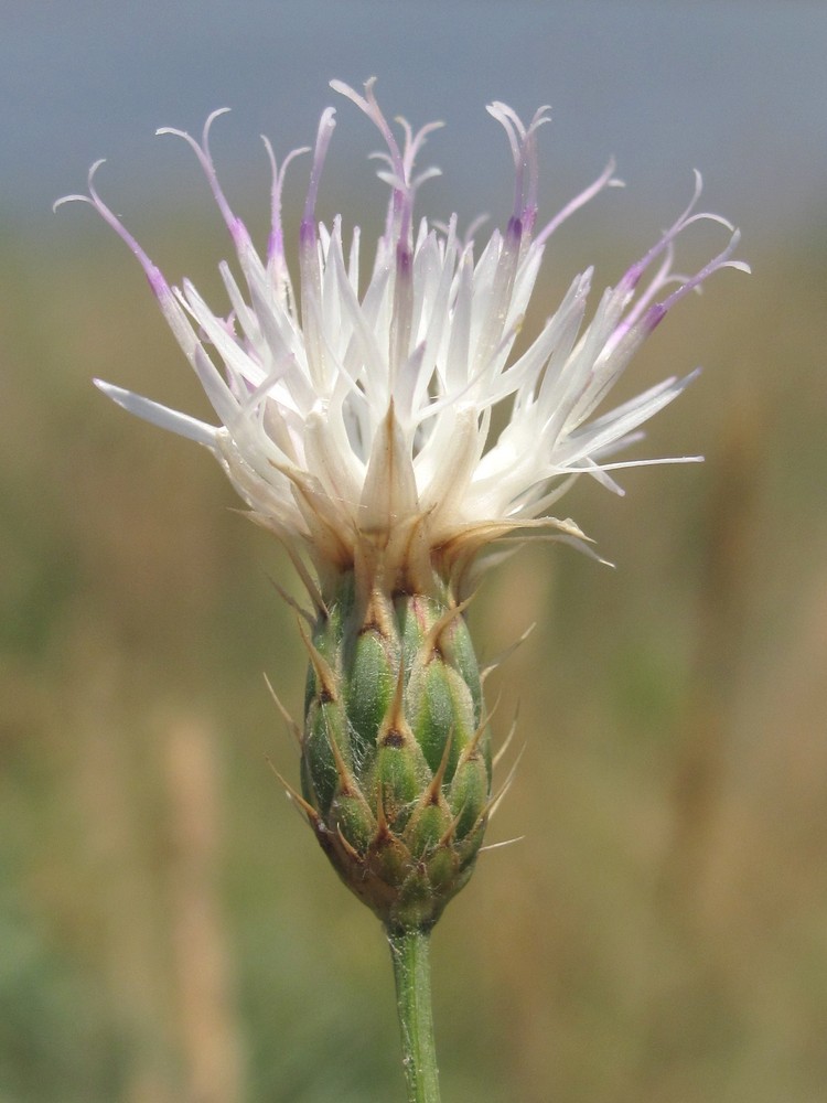 Image of Klasea erucifolia specimen.