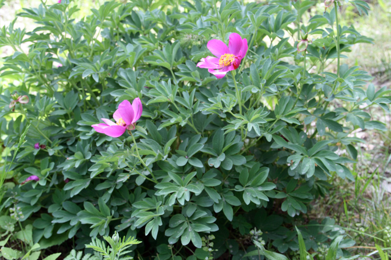 Image of Paeonia officinalis ssp. microcarpa specimen.