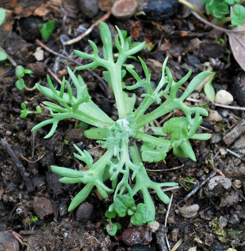 Изображение особи Ceratocephala orthoceras.