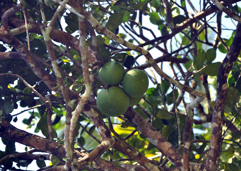 Image of Citrus maxima specimen.