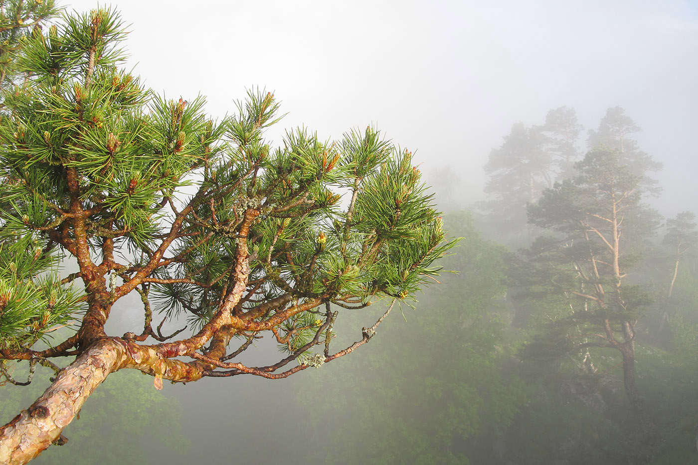 Image of Pinus sylvestris ssp. hamata specimen.