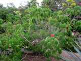 Jatropha multifida. Цветущее и плодоносящее растение. Австралия, г. Брисбен, ботанический сад. 03.01.2016.