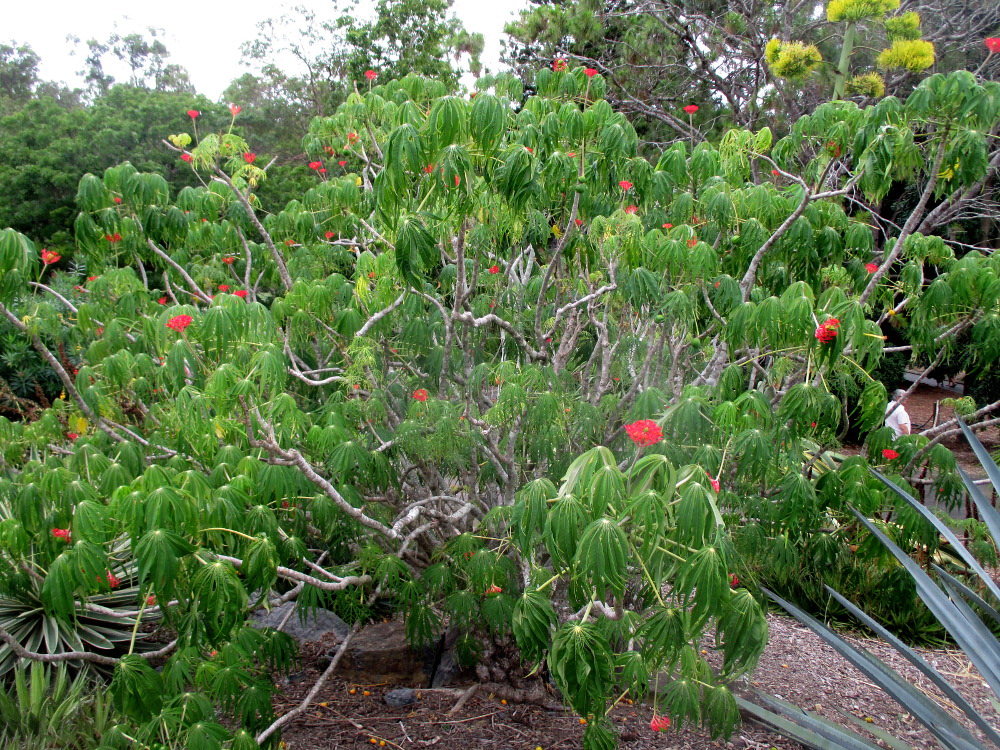 Image of Jatropha multifida specimen.