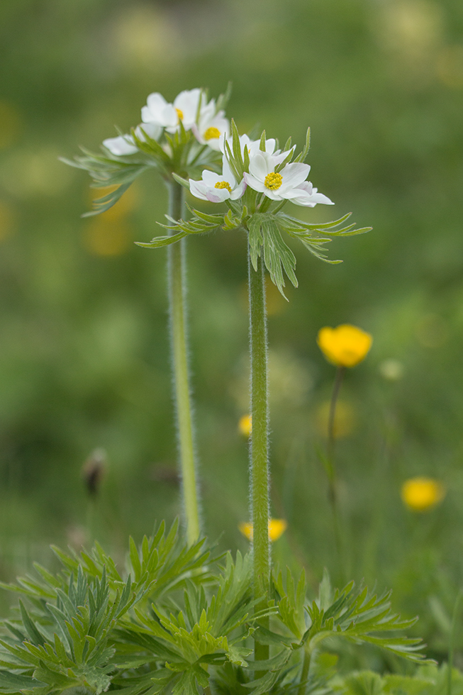 Изображение особи Anemonastrum fasciculatum.