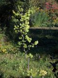 Ginkgo biloba