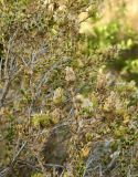 Thymbra capitata. Верхушки побегов с соцветиями. Испания, Андалусия, р-н (комарка) Коста-дель-Соль-Оксиденталь, окр. г. Касарес, горный склон. Август 2015 г.
