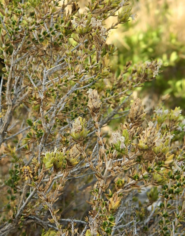 Image of Thymbra capitata specimen.