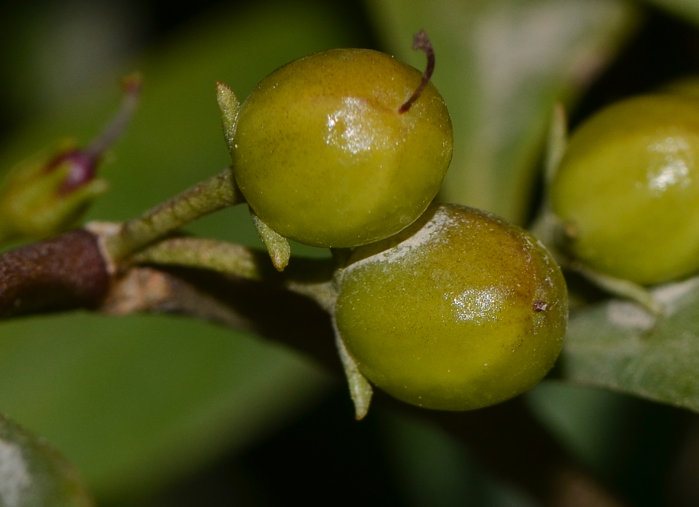 Изображение особи Myoporum boninense.