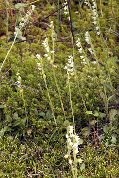 Image of Goodyera repens specimen.