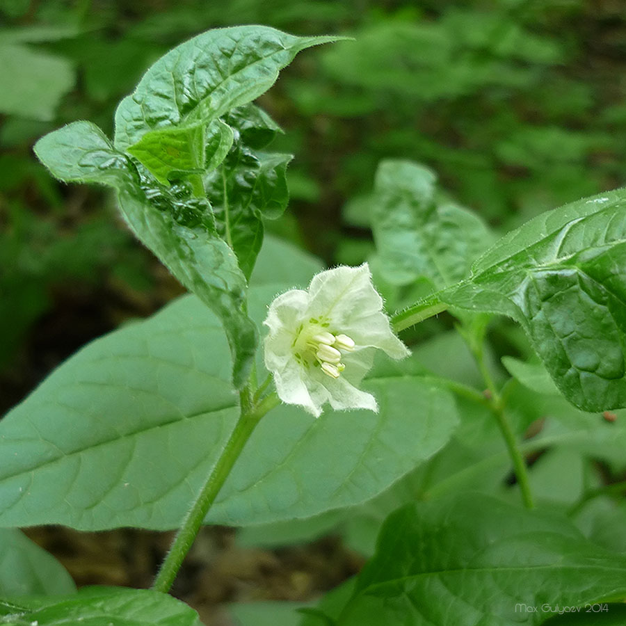 Image of Alkekengi officinarum specimen.