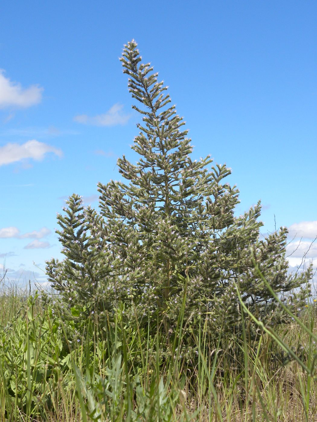 Изображение особи Echium biebersteinii.