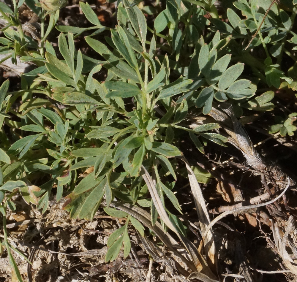 Изображение особи Potentilla orientalis.