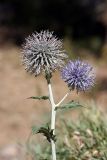 Echinops talassicus. Верхушка отцветающего растения. Южный Казахстан, горы Алатау (Даубаба), Западное ущелье. 30.07.2014.