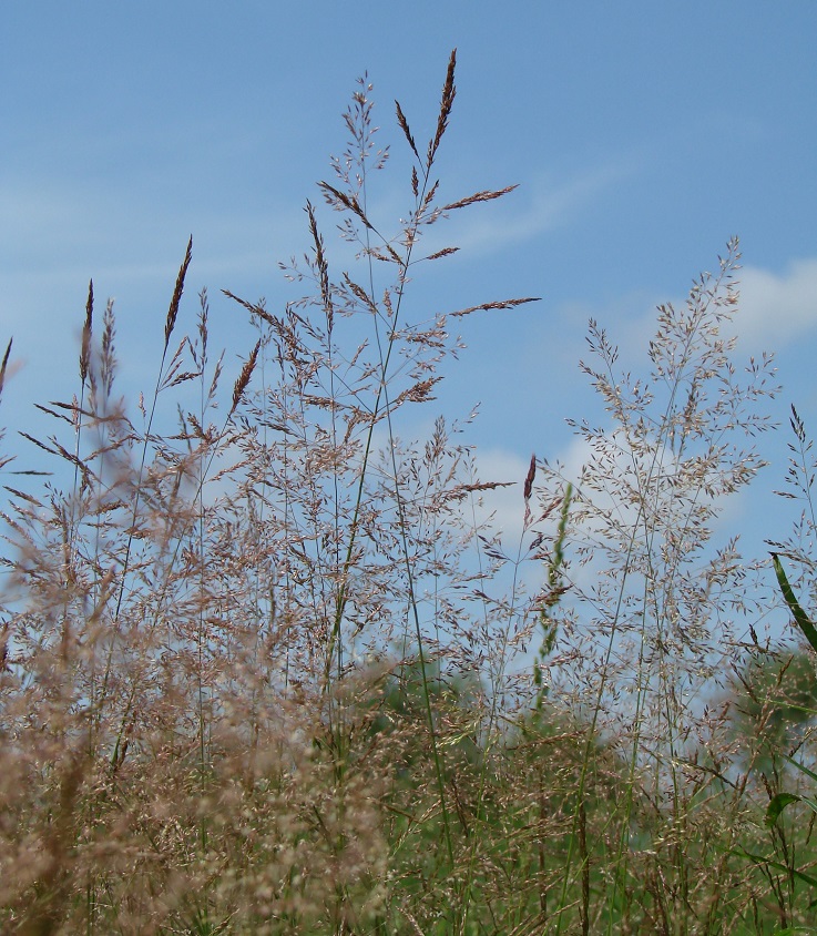 Изображение особи род Agrostis.