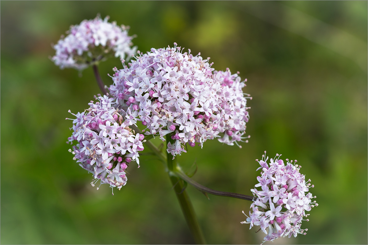 Image of Valeriana sambucifolia specimen.