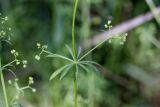 Galium aparine. Часть побега с соплодиями. Южный Казахстан, левый берег Сыр-Дарьи в 10 км выше Сюткента. 29.04.2015.