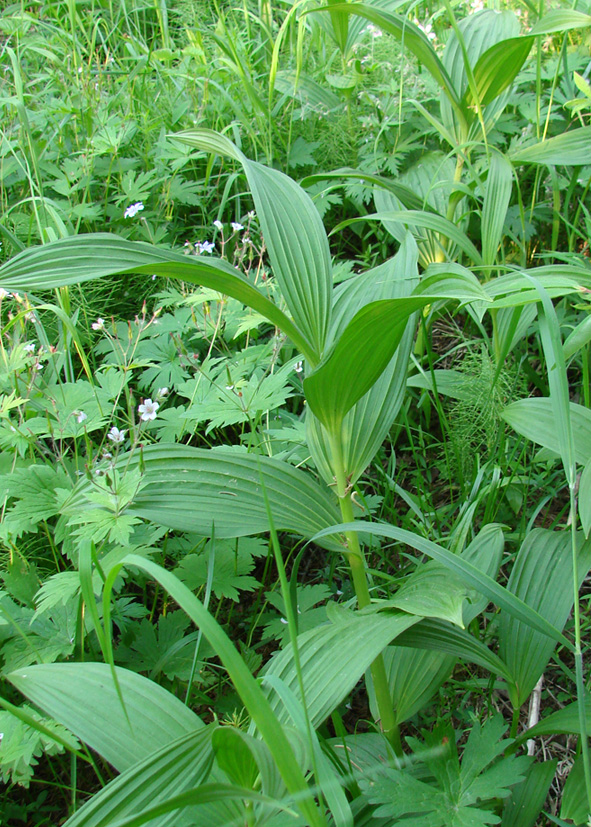 Image of Veratrum lobelianum specimen.