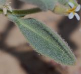 Morettia parviflora