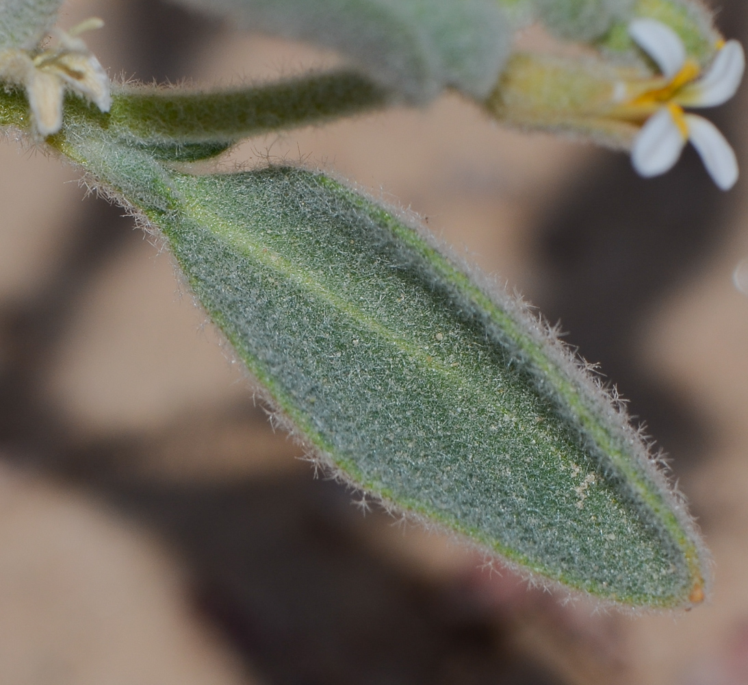 Image of Morettia parviflora specimen.