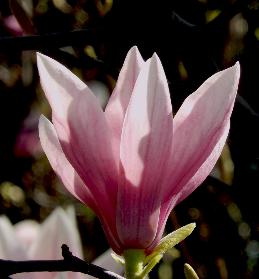 Image of Magnolia &times; soulangeana specimen.