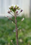 Capsella bursa-pastoris. Верхушка цветущего растения. Республика Адыгея, г. Майкоп, во дворе дома на лужайке. 24.03.2016.