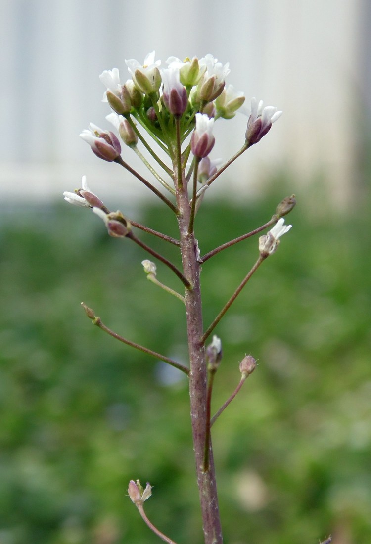 Image of Capsella bursa-pastoris specimen.