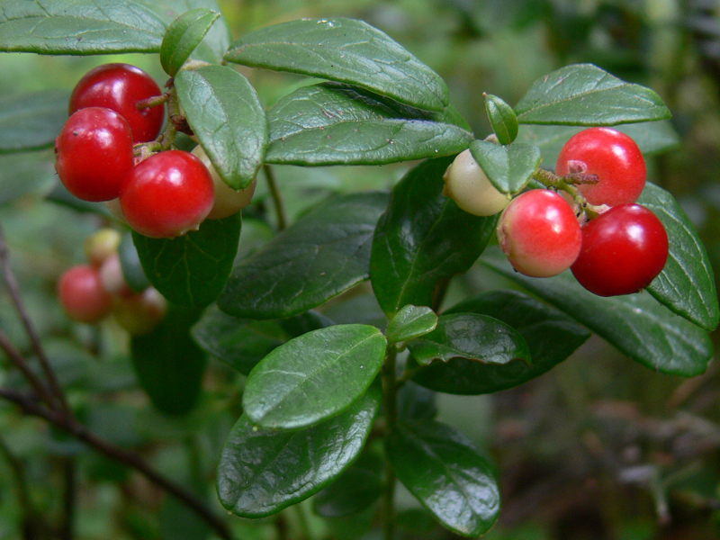 Изображение особи Vaccinium vitis-idaea.